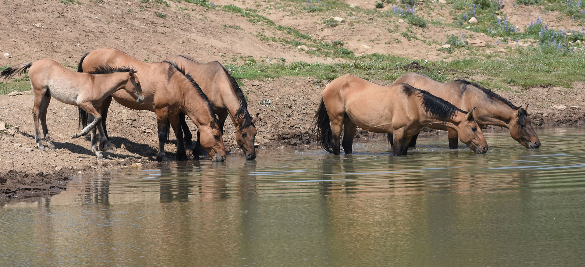 The Pryor Mountain Wild Horses are unique.